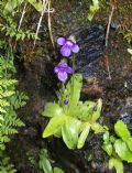 Pinguicula apuana